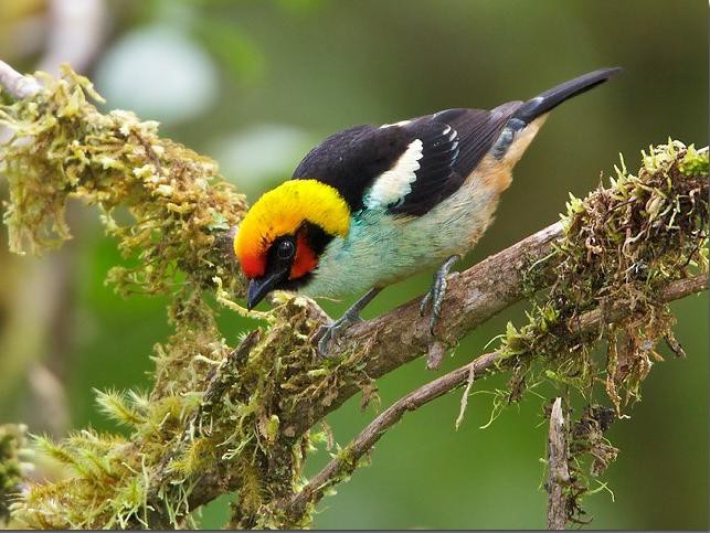 Rotstirntangare (Tangara parzudakii)