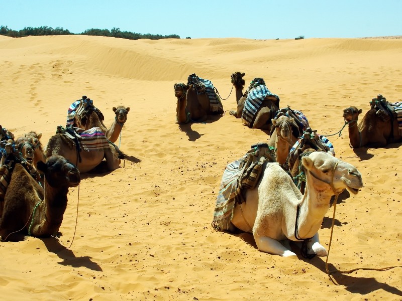 camels in kairouain