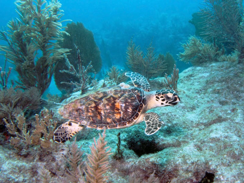 USA - Florida - Key Largo