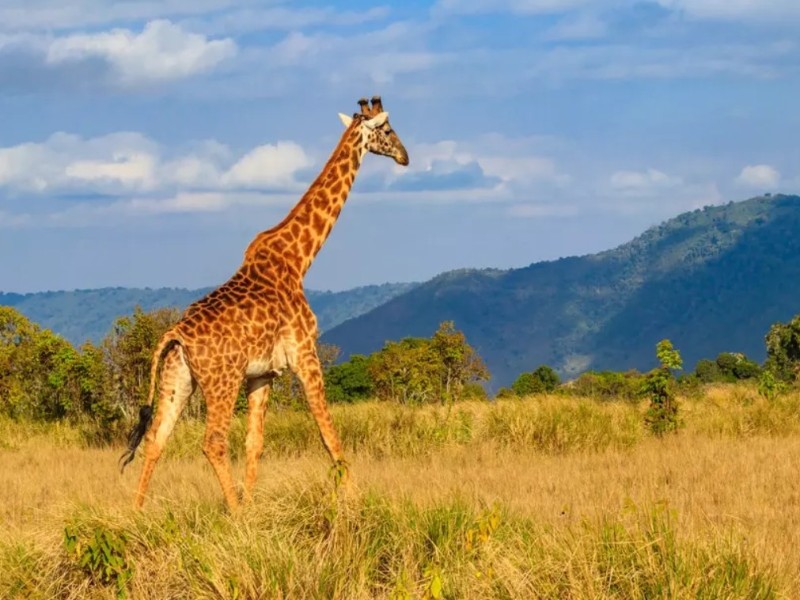 Giraffe in Ngorongoro