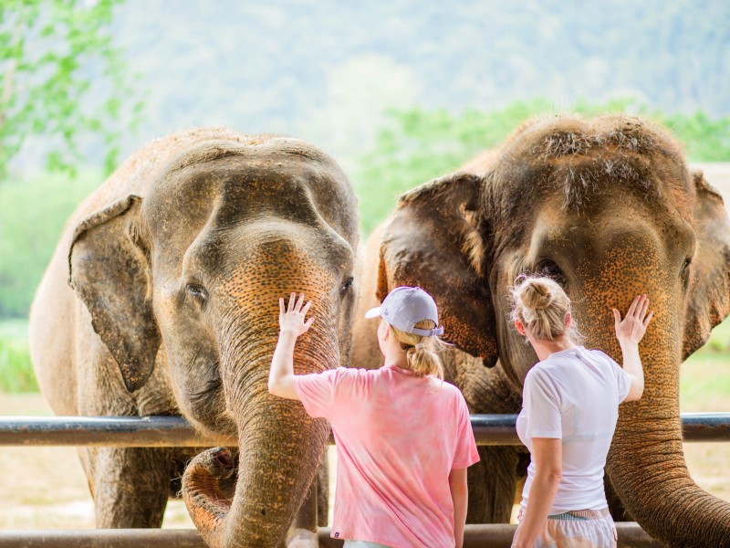 Meet the elephants
