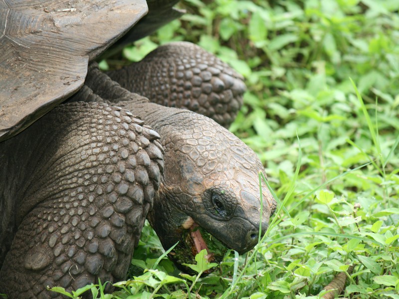 Riesenschildkröten im Hochland