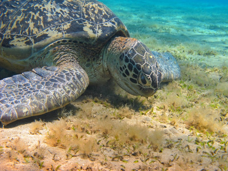 Diving in Zanzibar