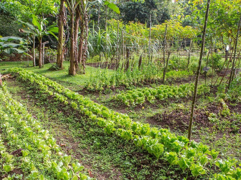 La Quinta de Sarapiqui - Gemüsegarten