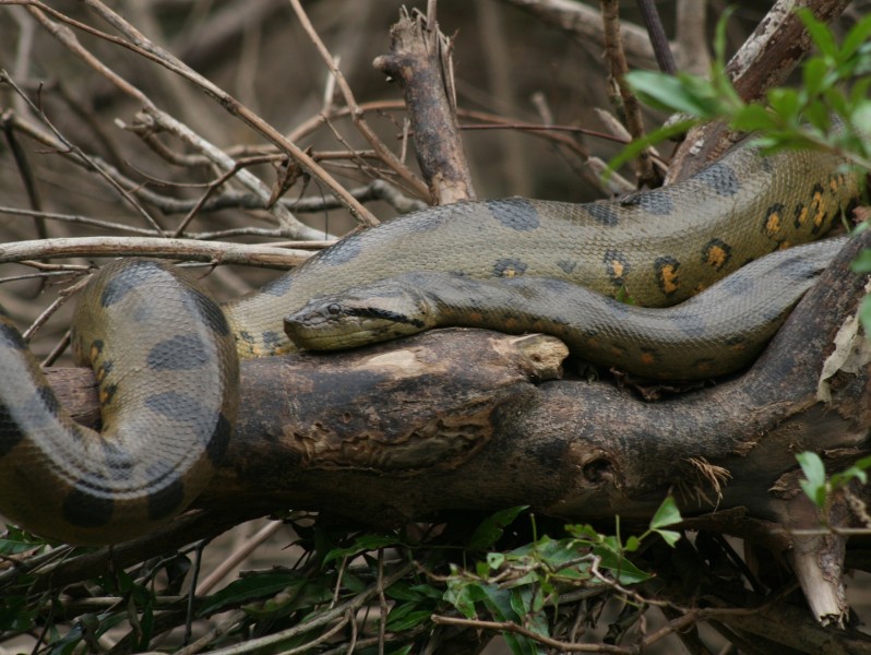 Anakonda im Amazonas