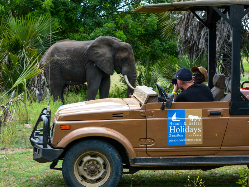 Tanzania - Safari - Elephant