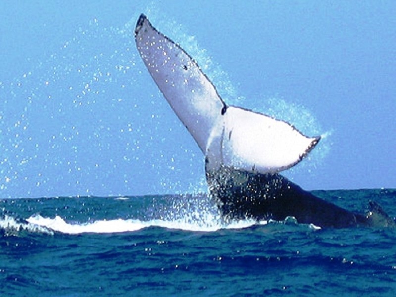 Samaná - Walbeobachtung