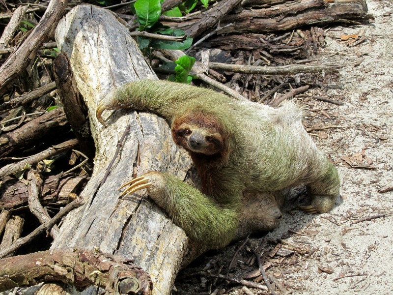 Sloth