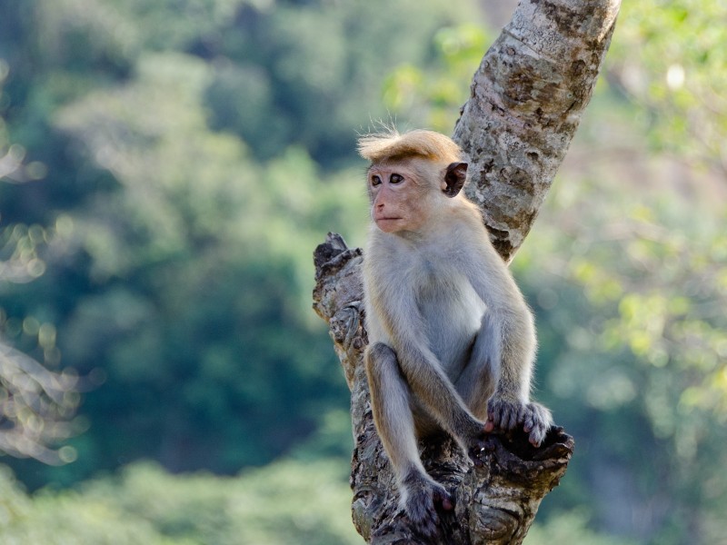 Toque monkey