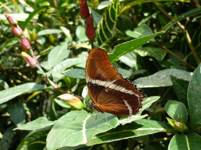 Schmetterling