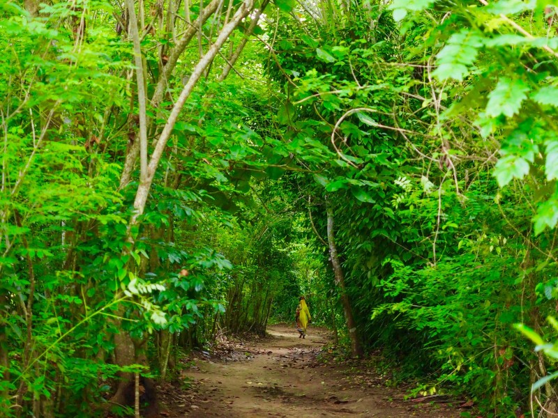 Enchanting path through lush greenery