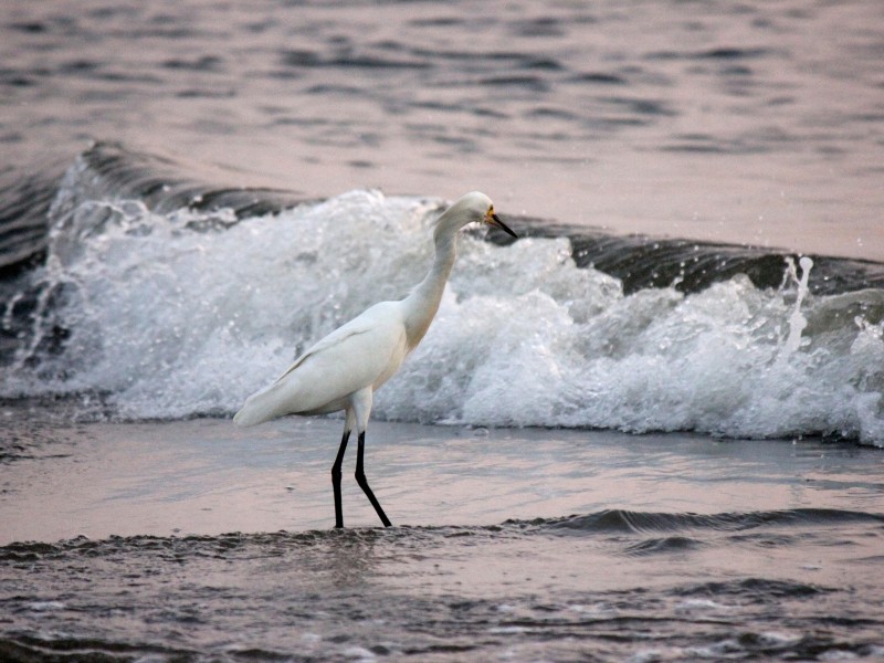 Tayrona Wildlife
