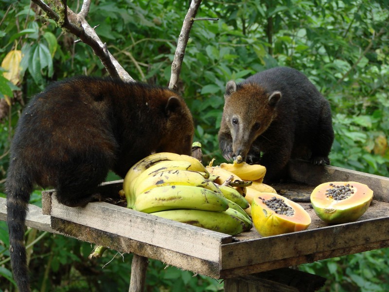 Coatis