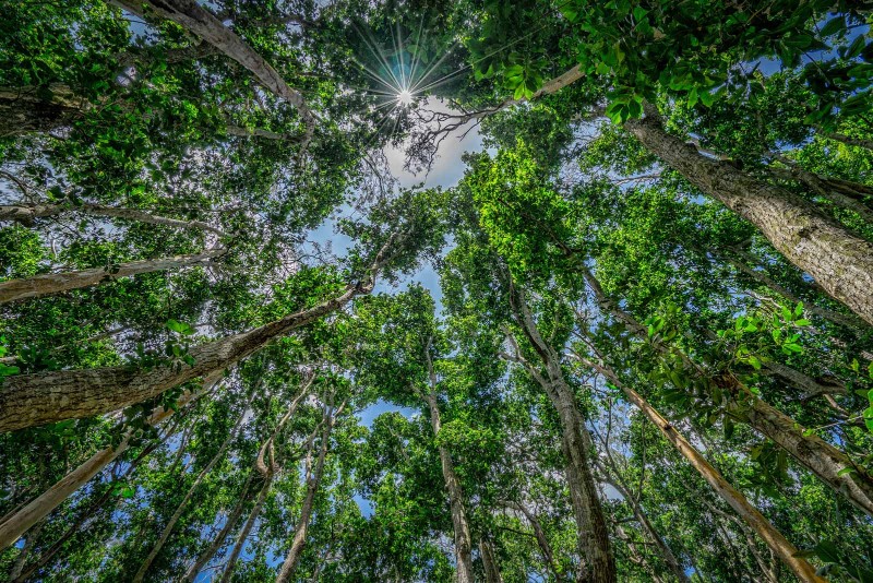 Jozani-Wald auf Sansibar