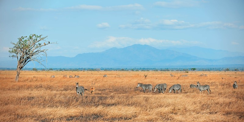 Pirschfahrt im Mikumi-Nationalpark