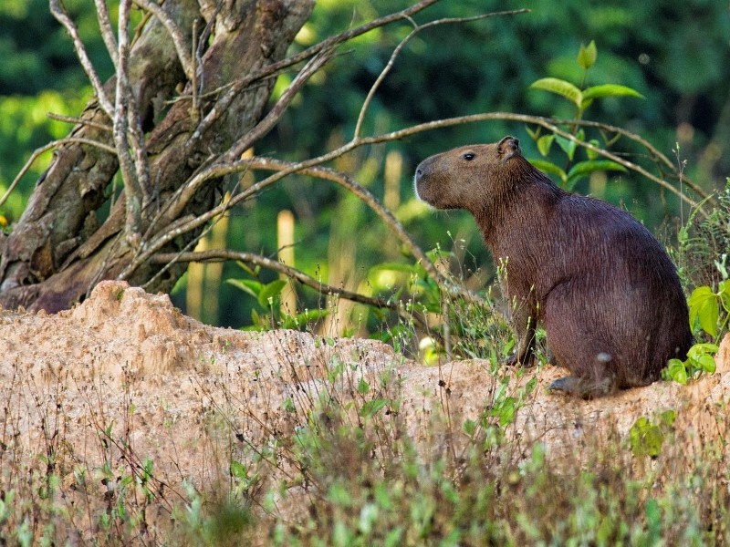 Capybara