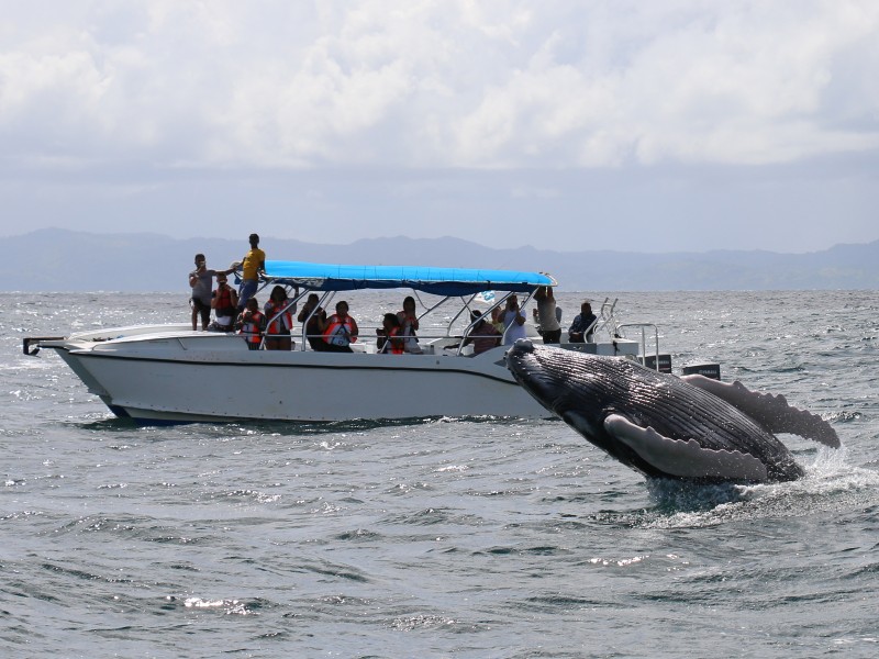 Samaná - Walbeobachtung