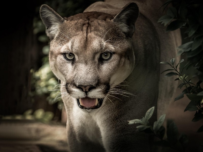 Puma