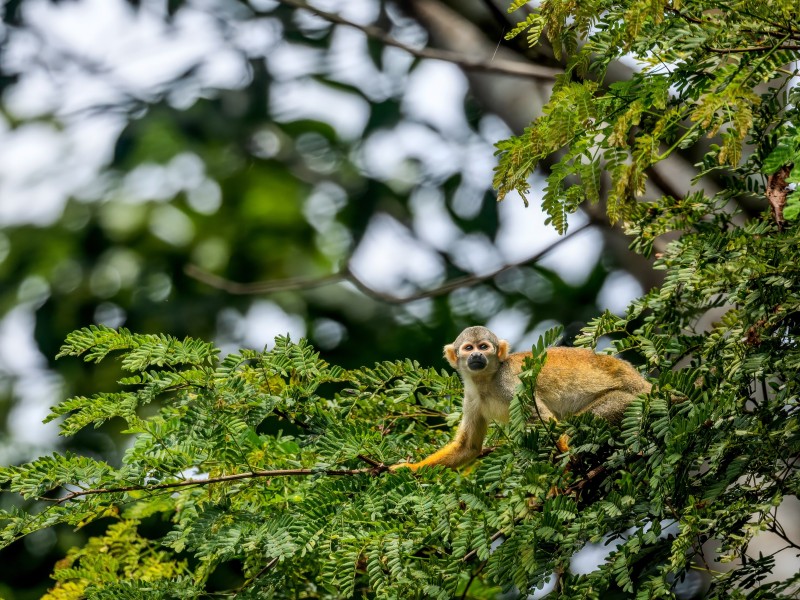 Amazonas - Fauna