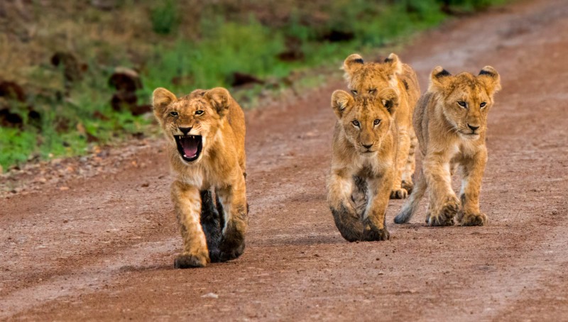 Lion Cubs