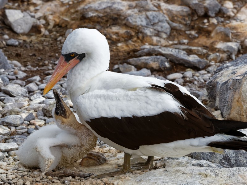 Nazca Masked Boobies