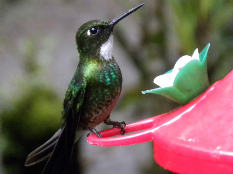 Kolibri am Nektarspender