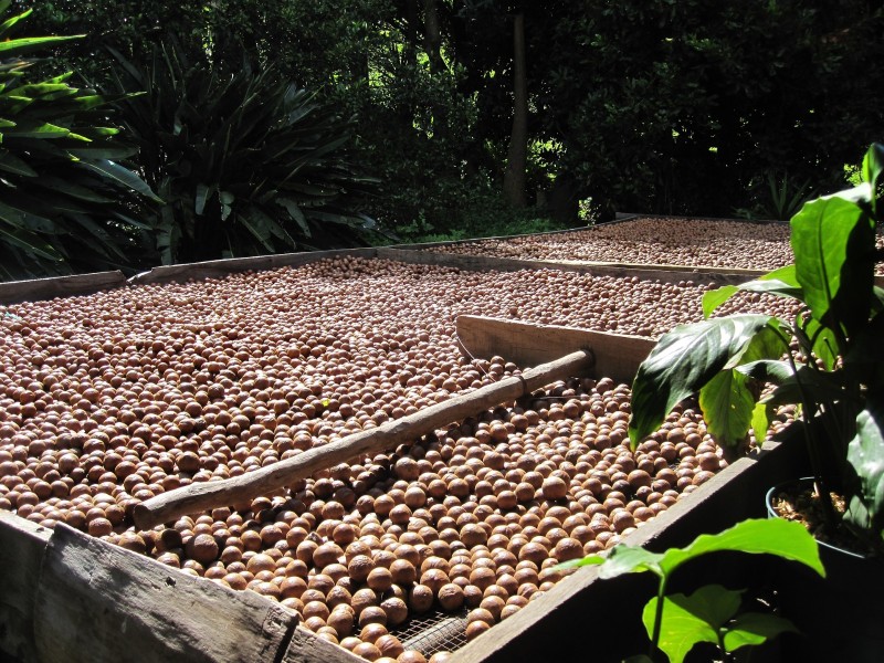 Macadamia nuts