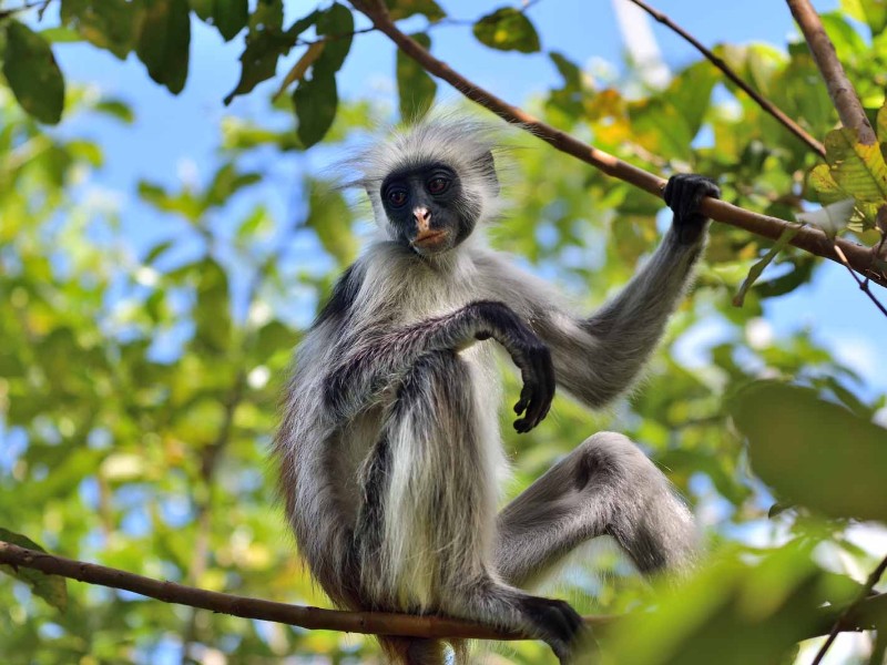 Jozani-Wald auf Sansibar