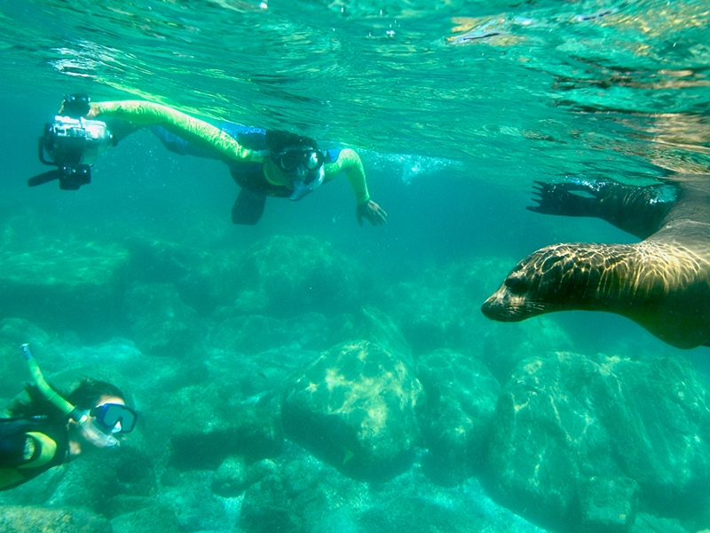 Espíritu Santo - Schnorcheln mit Seelöwe