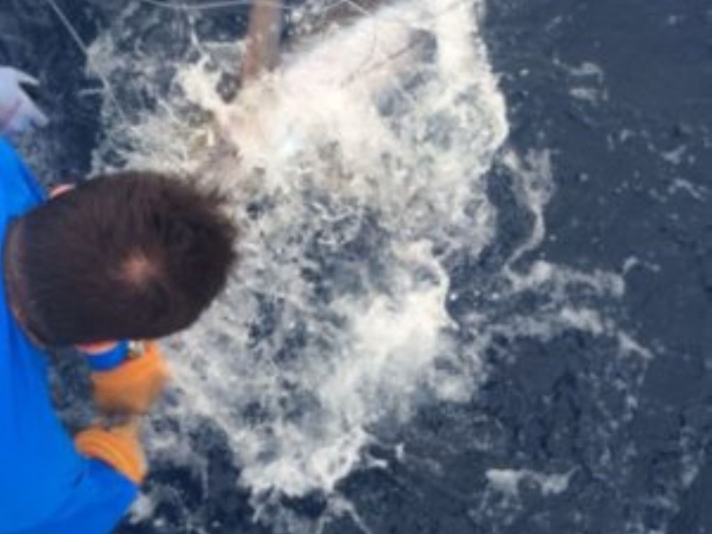 St. Lucia Deepsea fishing