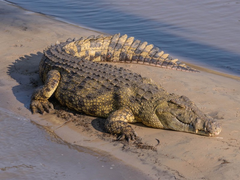 Cocodrilo
