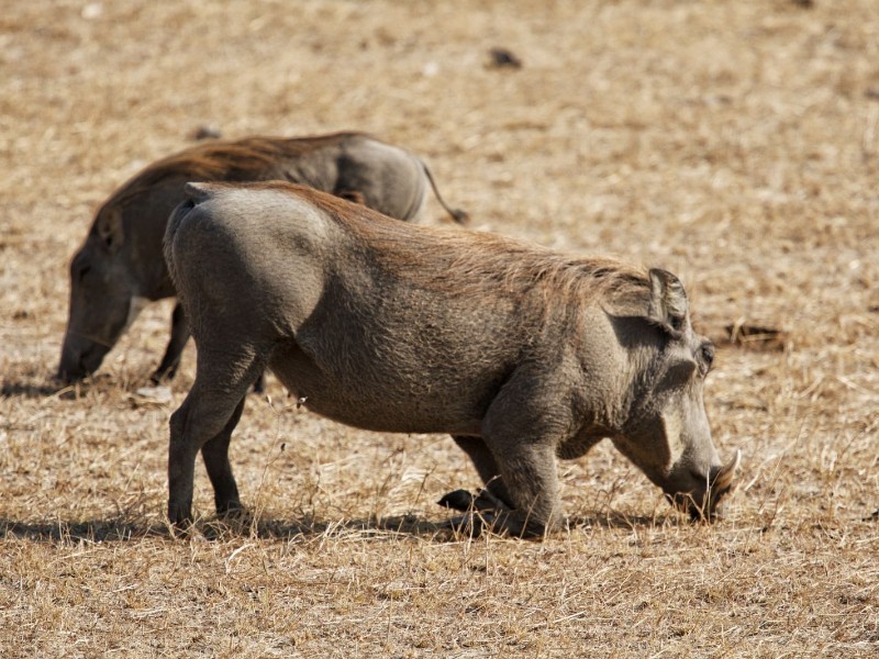 Wild boars grazing in Selous.