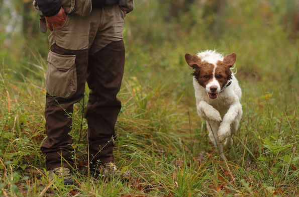 Truffle hunting, florence, chianti