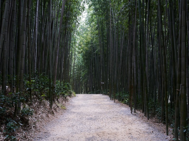 Juknokwon Bamboo