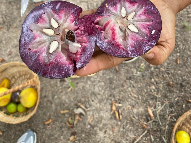 Fruit