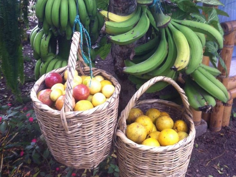 Fresh fruit from Spondylus Lodge farm