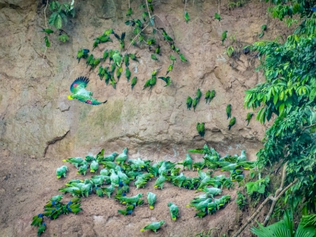 Napo Wildlife Center