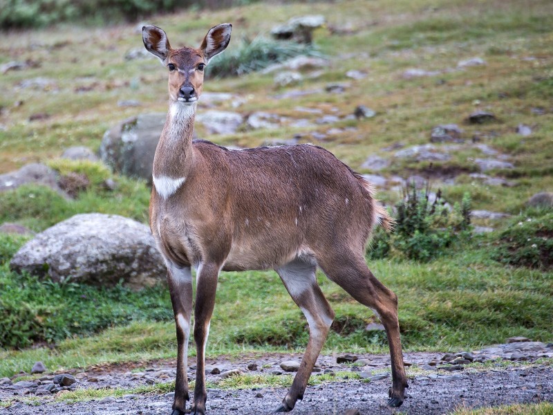 Mountain Nyala