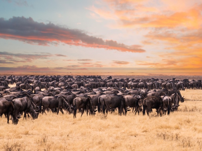 Tanzania - Serengeti National Park