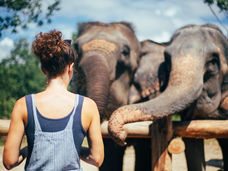 Feeding the elephants