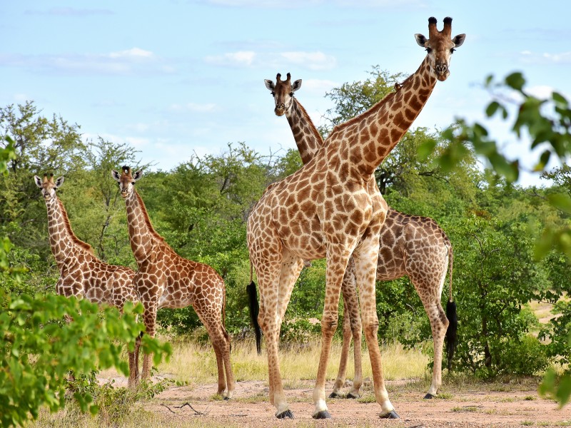 Südafrika - Krüger Nationalpark
