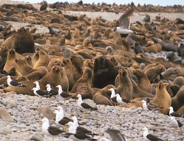 Peru - Seelöwen auf Ballestas Inseln