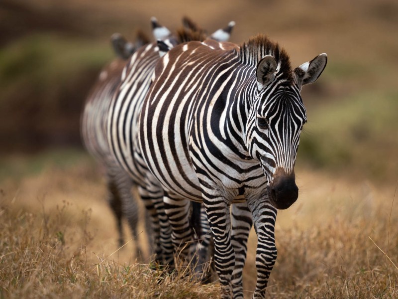 Zebras 