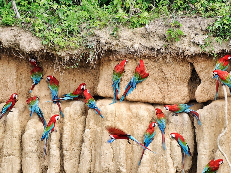 Manu Amazon Adventure 3D