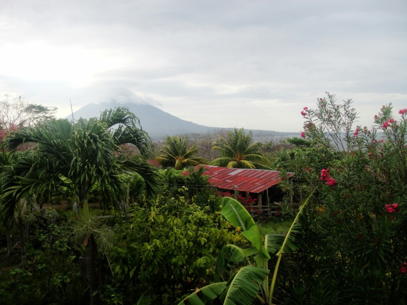 Rainforest garden