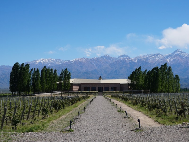 Vineyard in Mendoza