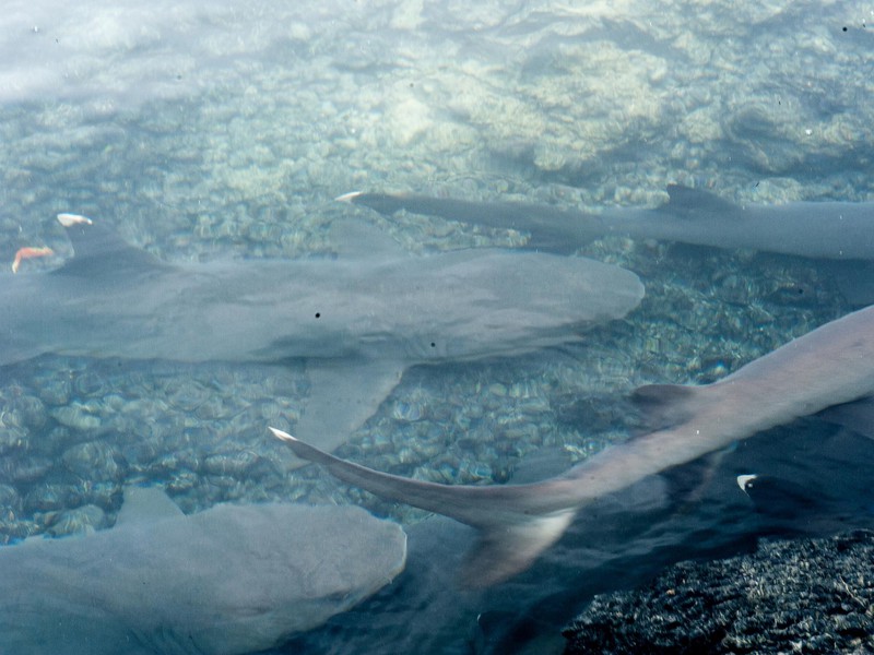 White-tipped reef sharks