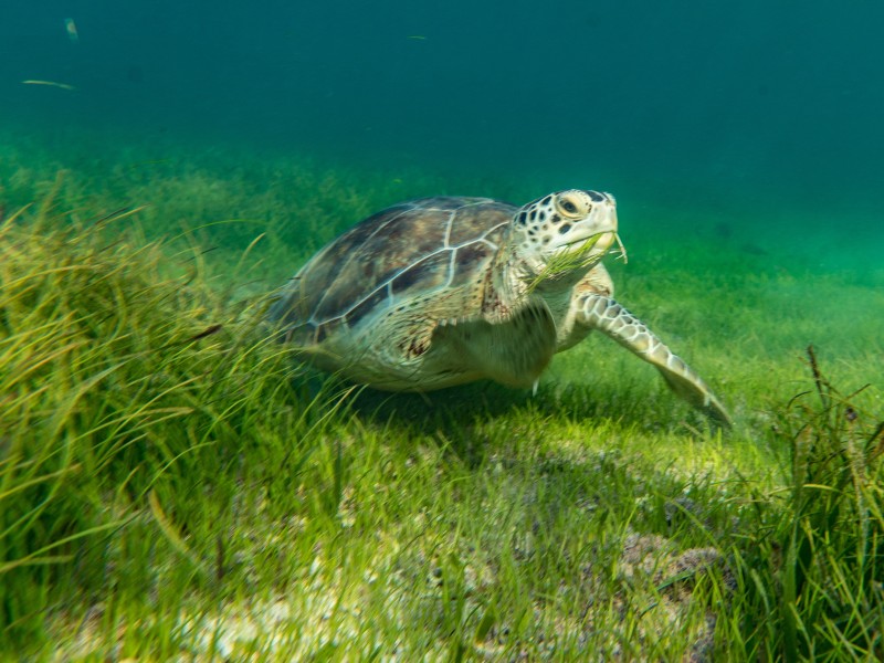 Club Akumal Caribe - Schildkröte
