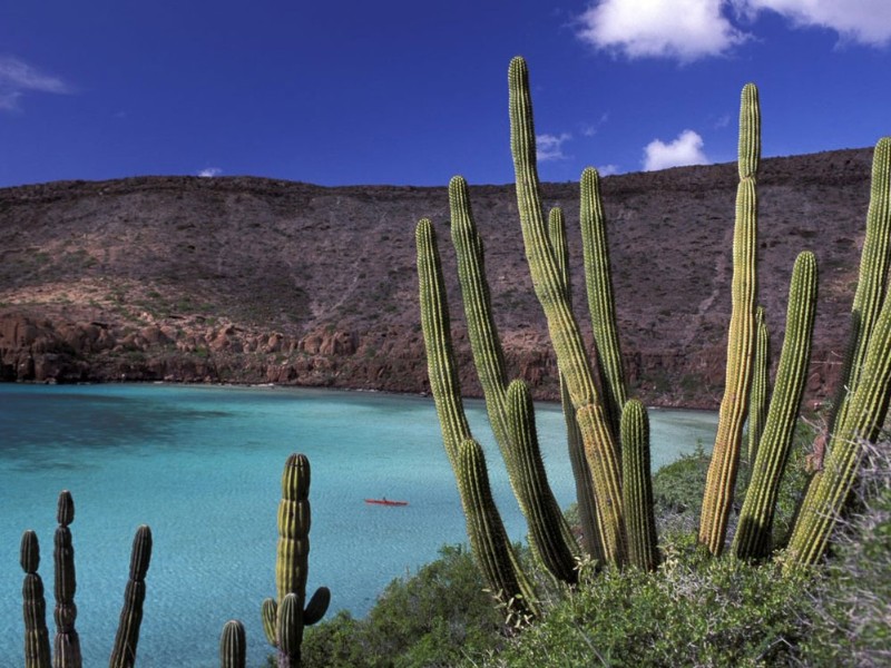 Baja California - Kakteen
