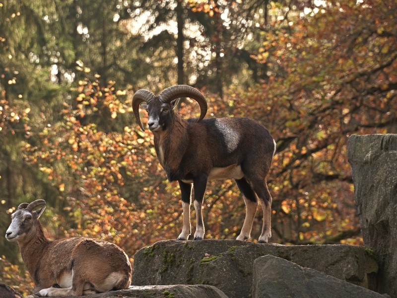 Mouflon